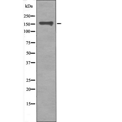 Anti-Phospho-gp130/IL6ST (Ser782) Polyclonal Antibody