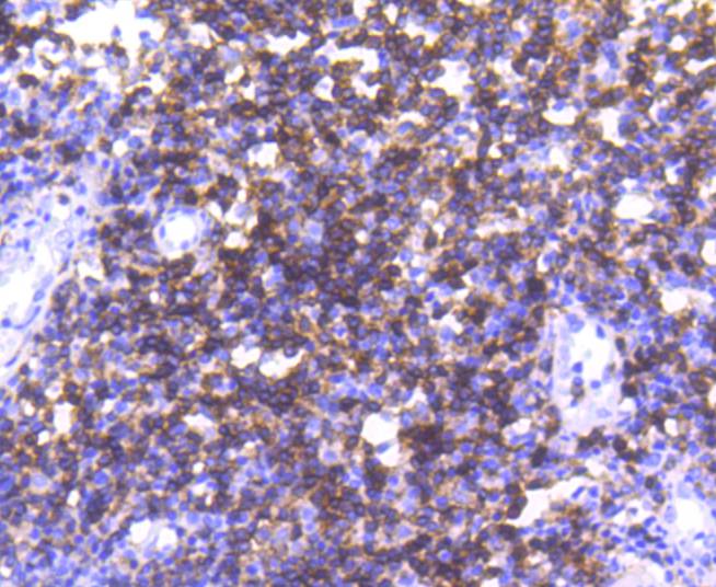 Anti-CD4 Antibody (2R601)