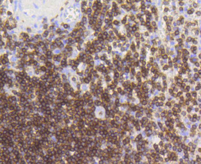 Anti-CD3 epsilon/CD3e Antibody (8Z76)