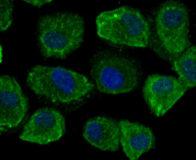 Anti-CD46 Antibody (3J800)