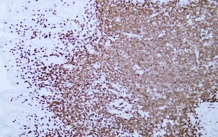 Anti-CD3 epsilon/CD3e Antibody (8S847)