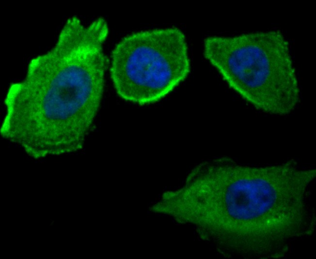 Anti-CD46 Antibody (3J800)