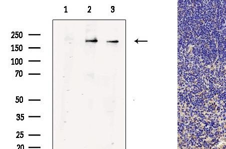 Anti-CD68 Antibody (5F511)