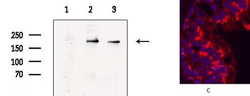 Anti-CD68 Antibody (5F511)