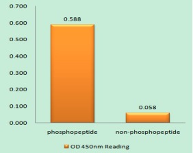 Anti-Phospho-CD5 (Tyr453) Polyclonal Antibody