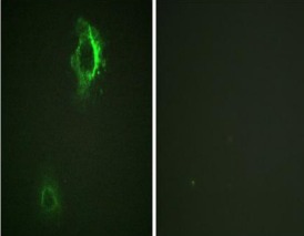 Anti-Phospho-CD5 (Tyr453) Polyclonal Antibody