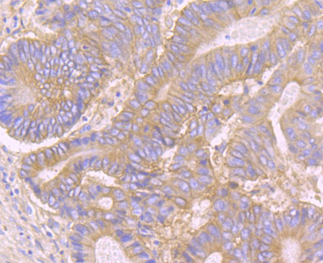 Anti-CD46 Antibody (3J800)
