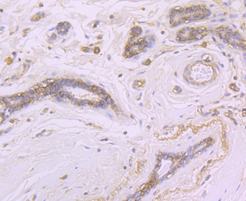 Anti-CD46 Antibody (3J800)