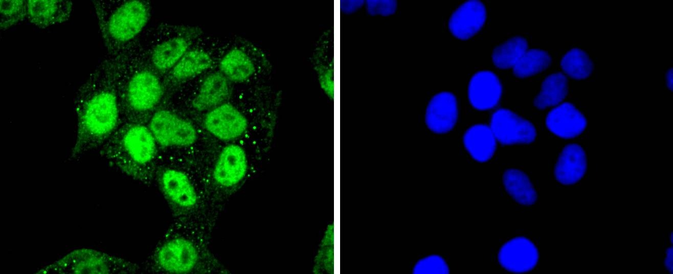 Anti-CDK7 Antibody (3Y405)