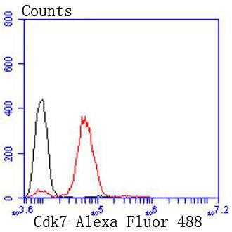 Anti-CDK7 Antibody (3Y405)