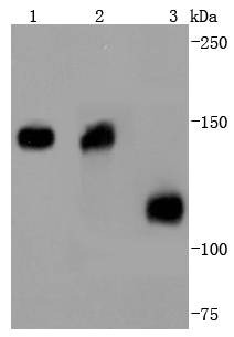 Anti-COL6A3 Antibody (4A311)