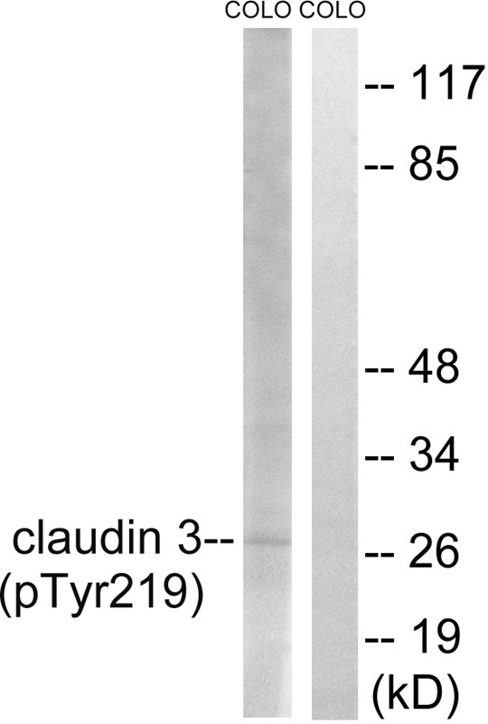 Anti-Phospho-Claudin-3 (Tyr219) Polyclonal Antibody
