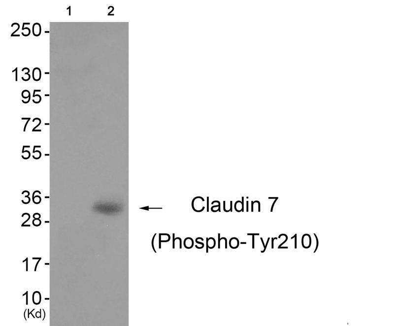 Anti-Phospho-Claudin-7 (Tyr210) Polyclonal Antibody