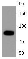 Anti-PARP1 Antibody (5R212)