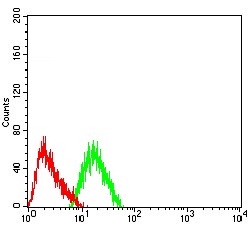 Anti-CHRNA7 Antibody (5X667)