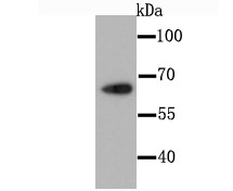 Anti-CDT1 Antibody (4Q313)