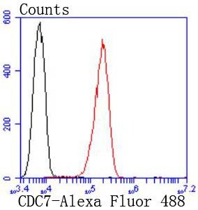Anti-CDC7 Kinase Antibody (5I139)