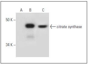 Anti-Citrate Synthase Antibody (7L135)