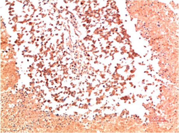 Anti-Collagen II/COL2A1 Antibody (5B231)