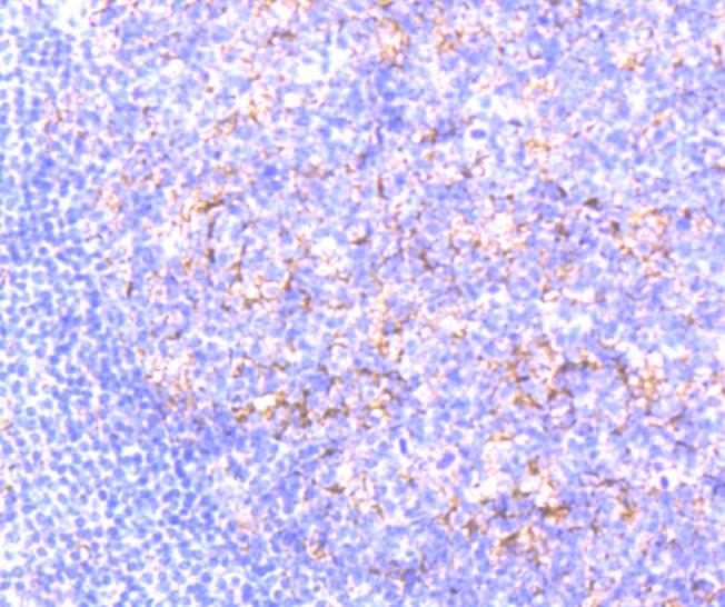 Anti-Citrate Synthase Antibody (7Y580)