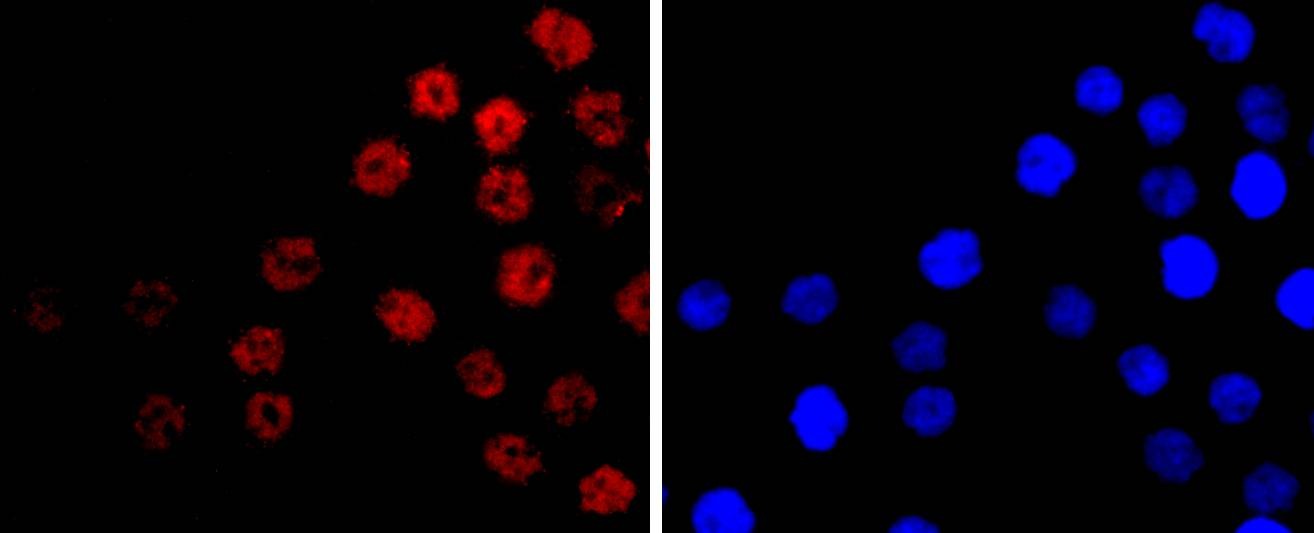 Anti-CDX2 Antibody (1N738)