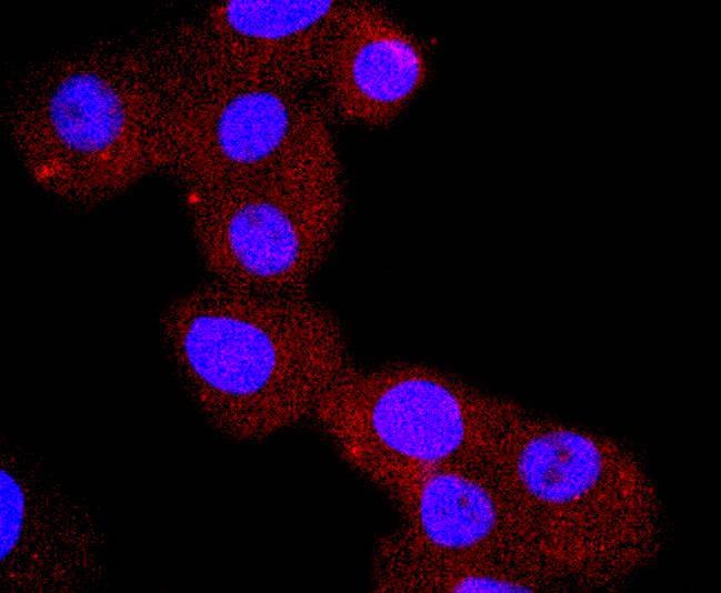 Anti-CHGA Antibody (9D68)