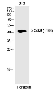 Anti-Phospho-CDK9 (Thr186) Polyclonal Antibody