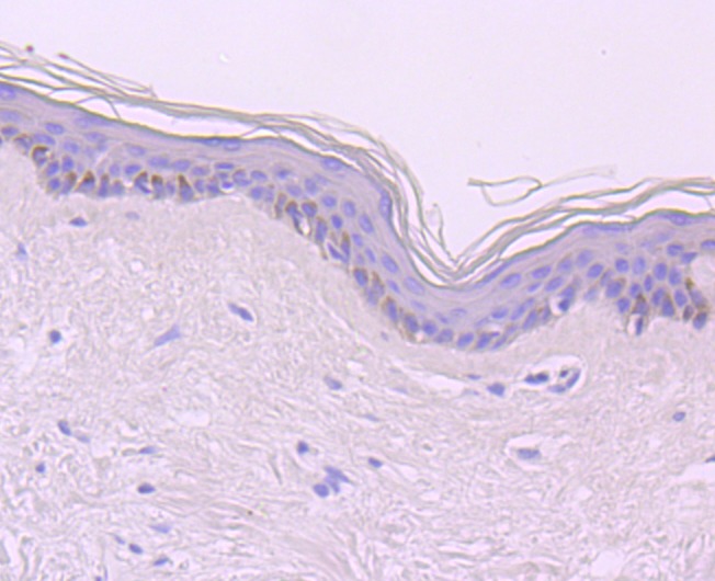 Anti-CDT1 Antibody (4Q313)