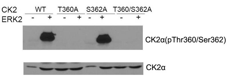 Anti-Phospho-CK2 alpha (Thr360, Ser362) Polyclonal Antibody