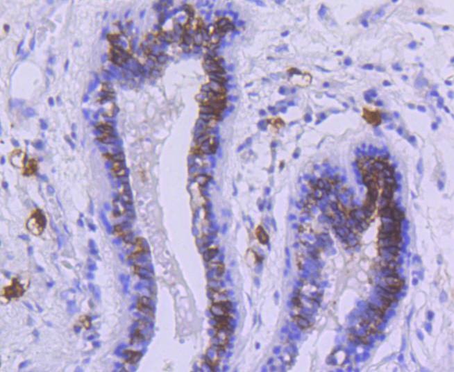 Anti-CD117 Antibody (3E831)
