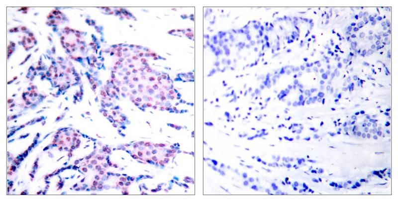 Anti-Phospho-JUN (Thr93) Polyclonal Antibody