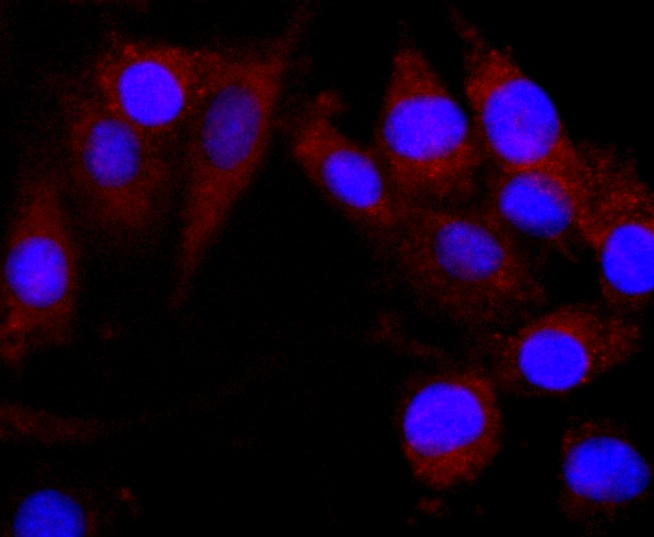Anti-CNPase Antibody (5Q967)