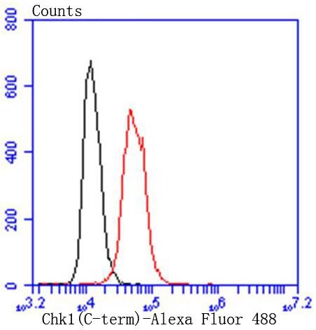 Anti-CHEK1 Antibody (6N369)
