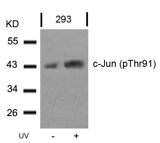 Anti-Phospho-JUN (Thr91) Polyclonal Antibody