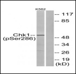 Anti-Phospho-CHEK1 (Ser286) Polyclonal Antibody