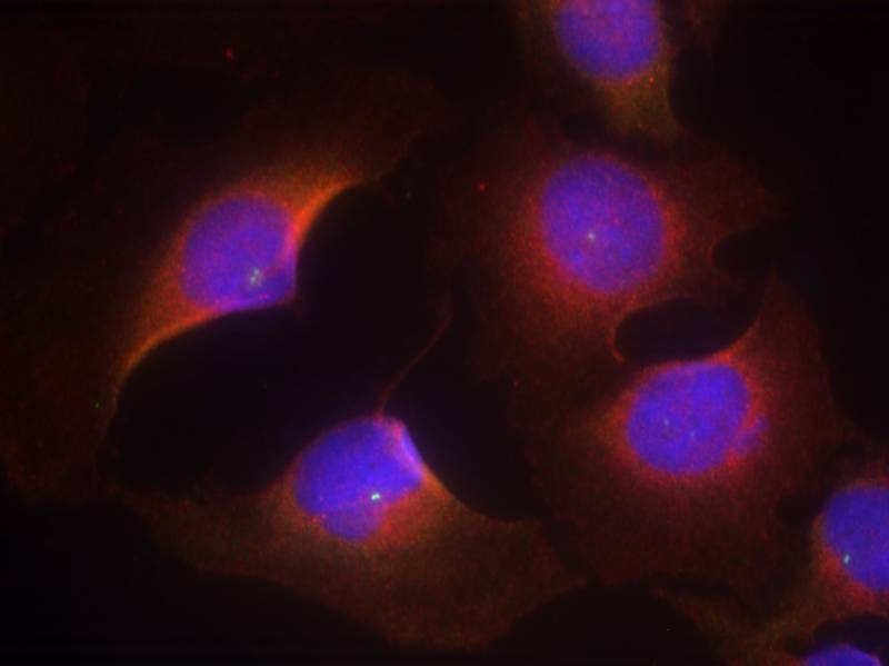 Anti-Phospho-CDK6 (Tyr13) Polyclonal Antibody