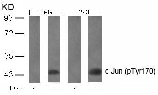 Anti-Phospho-JUN (Tyr170) Polyclonal Antibody