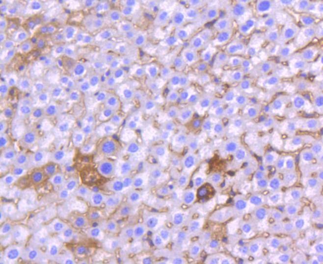 Anti-CHEK1 Antibody (6N369)