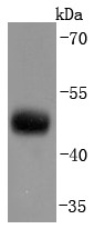 Anti-CNPase Antibody (5Q967)