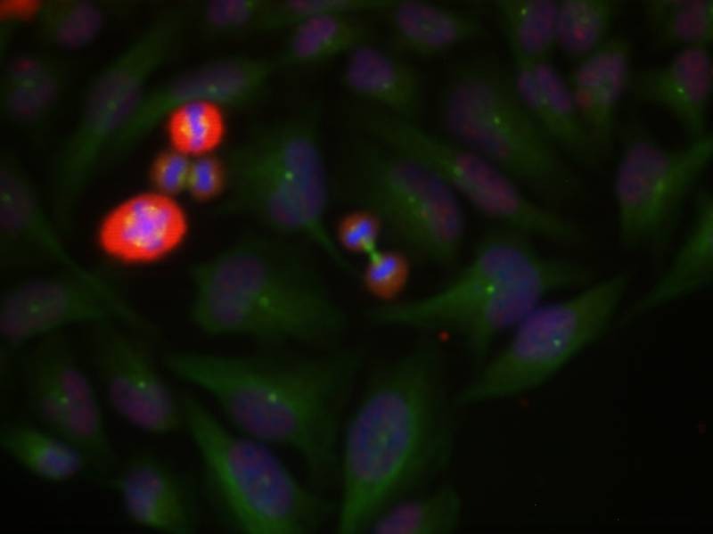 Anti-Phospho-JUN (Thr239) Polyclonal Antibody