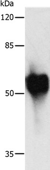 Anti-MYC Polyclonal Antibody