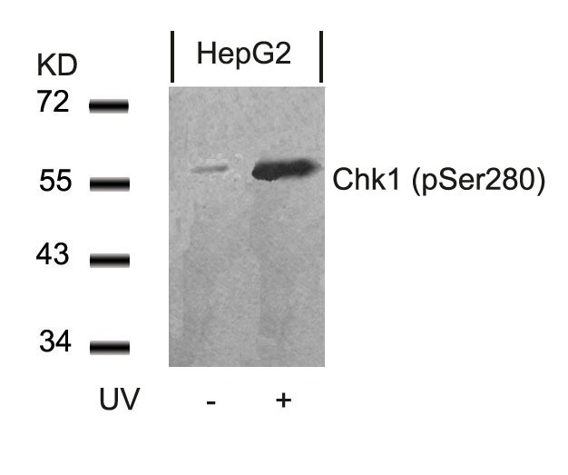 Anti-Phospho-CHEK1 (Ser280) Polyclonal Antibody