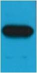 Anti-MYC Antibody (3S992)