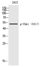 Anti-Phospho-CHEK1 (Ser317) Polyclonal Antibody