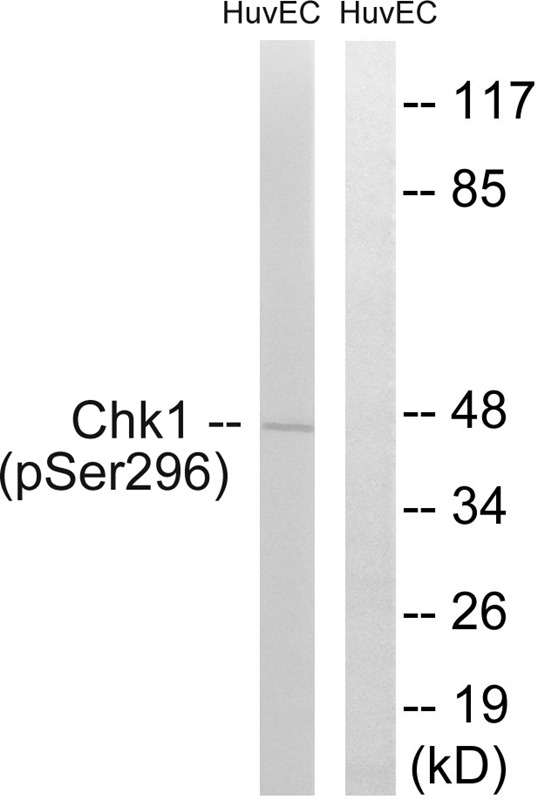 Anti-Phospho-CHEK1 (Ser296) Polyclonal Antibody