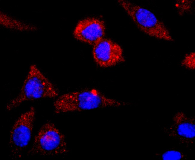 Anti-CNPase Antibody (5Q967)