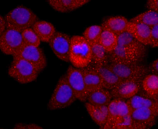 Anti-CD40 Ligand Antibody (1A416)
