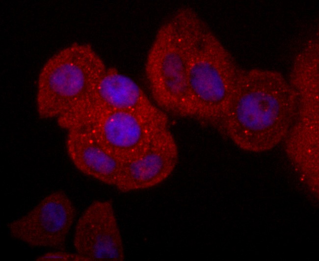 Anti-CD40 Ligand Antibody (1A416)