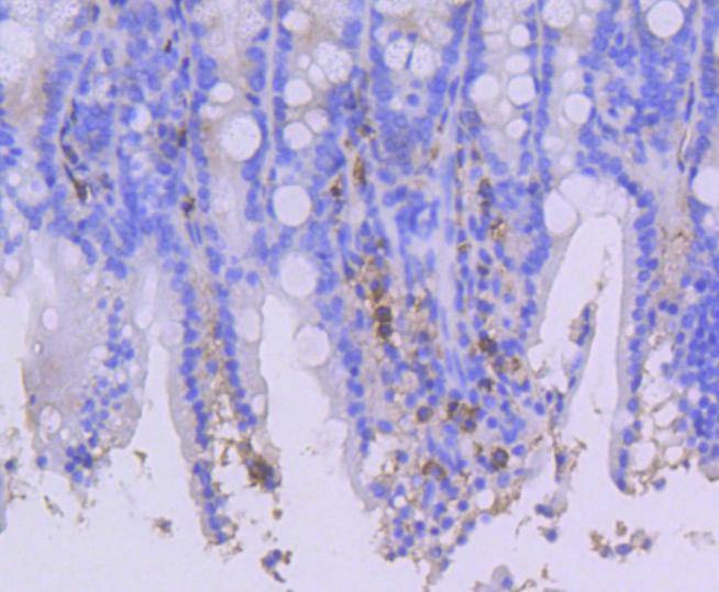 Anti-CD44 Antibody (5M235)