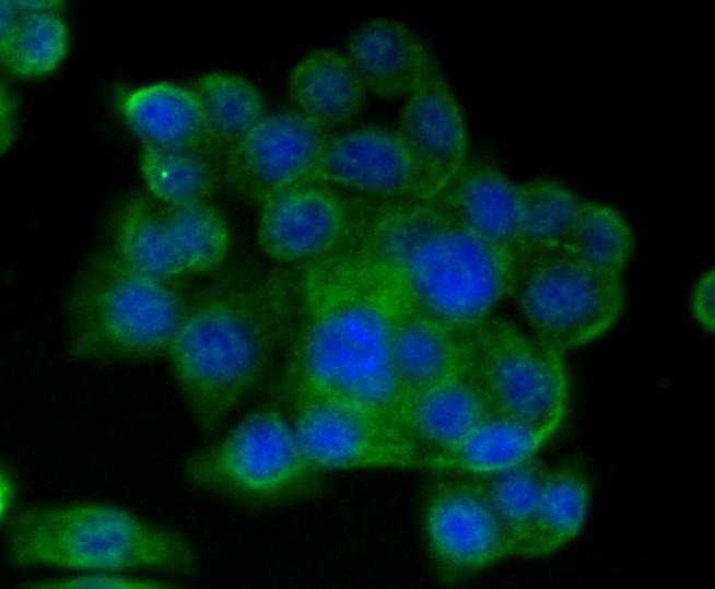 Anti-CD9 Antibody (7S503)